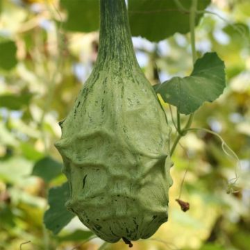 Zucca bottiglia Marenka Bio - Ferme de Sainte Marthe