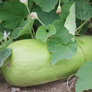 Zucca bottiglia Massue longue Bio - Ferme de Sainte Marthe