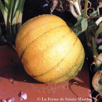 Zucchino Petite sucrée Bio - Ferme de Sainte Marthe