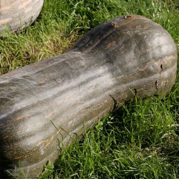 Zucca moscata Lunga piena di Napoli Bio - Ferme de Sainte Marth