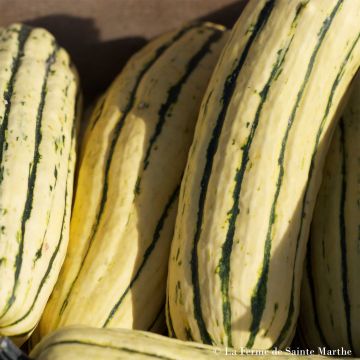 Zucchino Sweet Potato Bio - Ferme de Sainte Marthe