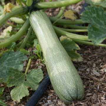 Zucchino Genovese