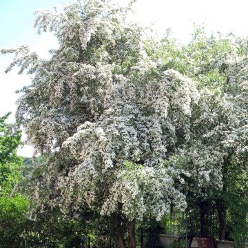 Crataegus monogyna - Biancospino comune