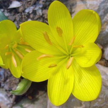 Sternbergia lutea - Zafferanastro giallo