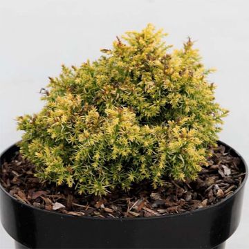 Cryptomeria japonica Twinkle Toes - Cedro del Giappone