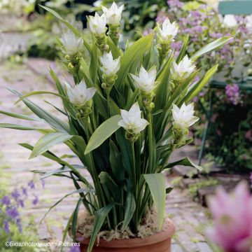 Curcuma alismatifolia White