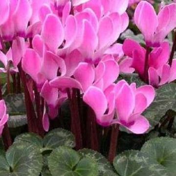 Cyclamen persicum - Ciclamino persiano