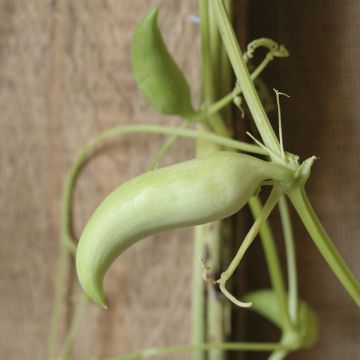 Cyclanthera pedata Caigua - Kaywa