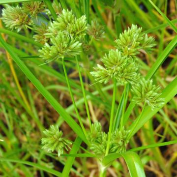 Cyperus glaber - Zigolo glabro