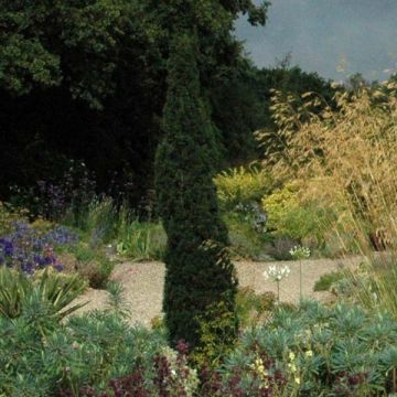 Cupressus sempervirens var. stricta Totem - Cipresso comune