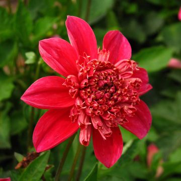 Dalia a fior d'anemone Inca