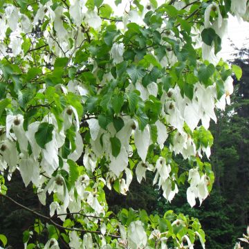 Davidia involucrata var. vilmoriniana - Albero dei fazzoletti