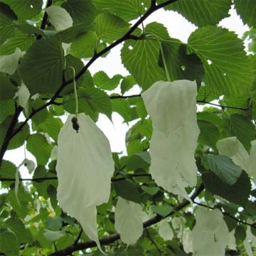 Davidia involucrata - Albero dei fazzoletti