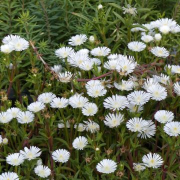 Delosperma Wheels of Wonder White