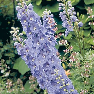 Delphinium Pacific-hybrid Guinevere - Speronella