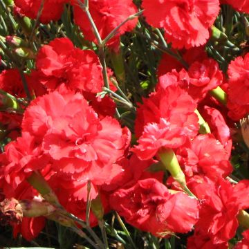 Dianthus plumarius David - Garofano strisciante