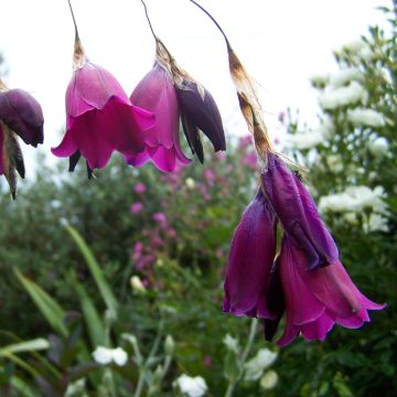 Dierama Blackberry Bells