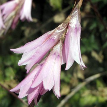 Dierama Pink Rocket