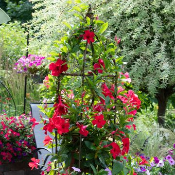 Dipladenia BELLA Compact Red