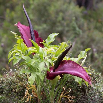 Dracunculus vulgaris - Dragontea