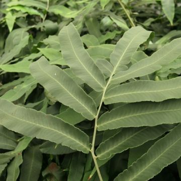 Dryopteris sieboldii