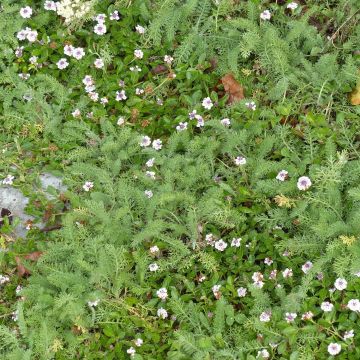 Duo di alternative al prato: 5 Lippia nodiflora e 5 Achillea crithmifolia