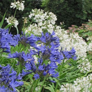 Duo di Bulbi di Agapanthus bianco e blu