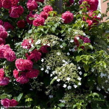 Duo Dentelle - Rosa Laguna + Ortensia petiolaris