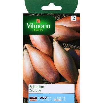 Scalogno Zebrune - Vilmorin