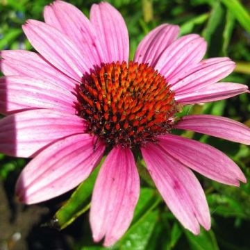 Echinacea purpurea Little Magnus