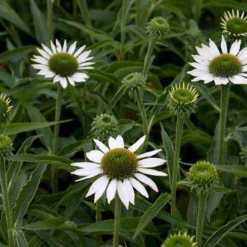 Echinacea purpurea Purity