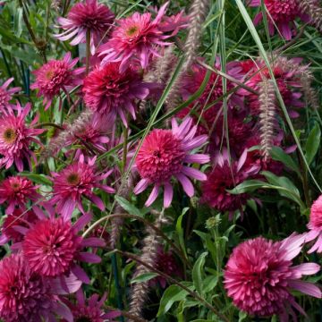 Echinacea purpurea Southern Belle