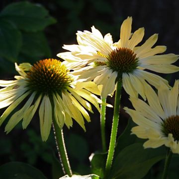 Echinacea purpurea Sunrise