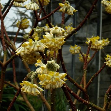 Edgeworthia chrysantha Grandiflora - Bastone di san Giuseppe