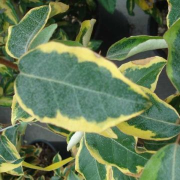 Elaeagnus ebbingei Gilt Edge - Eleagno