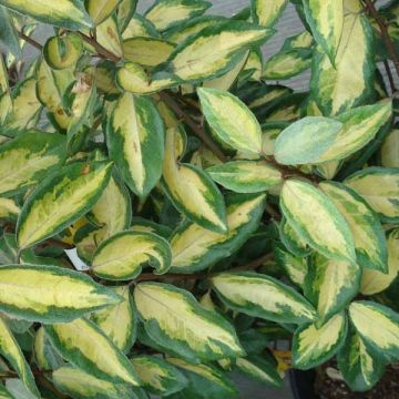 Elaeagnus ebbingei Limelight - Eleagno