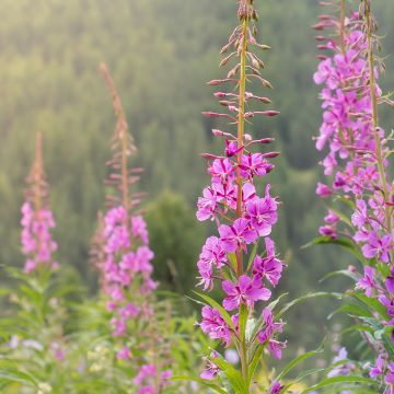 Epilobium angustifolium - Camenèrio