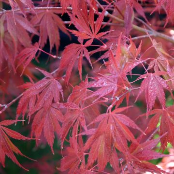 Acer palmatum Trompenburg - Acero giapponese