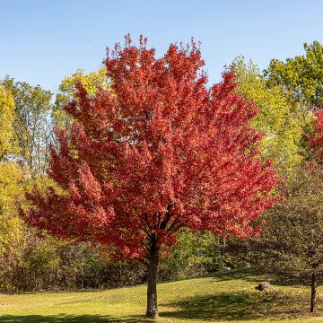 Acer rubrum - Acero Rosso