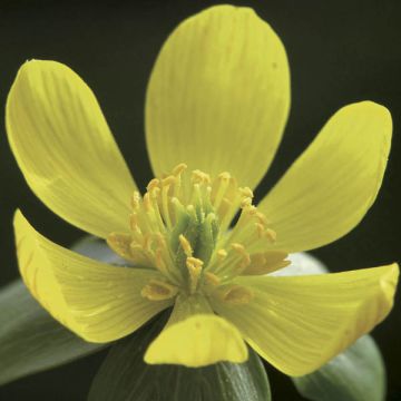 Eranthis hyemalis - Piè di gallo