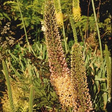 Eremurus Brun