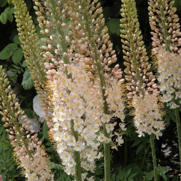 Eremurus robustus