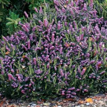 Erica darleyensis Winter Belles Phoebe