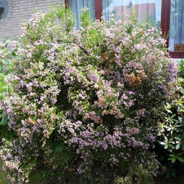 Erica terminalis