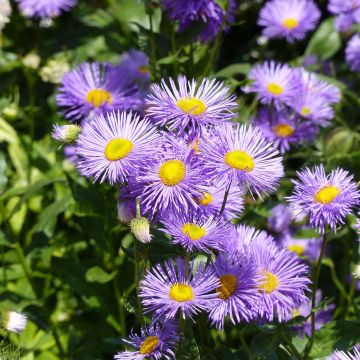 Erigeron Strahlenmeer