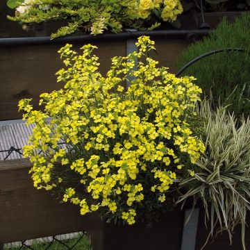 Erysimum allionii Zwerg Jaune