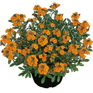 Erysimum allionii Zwerg Mango