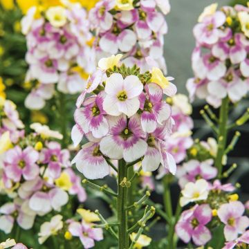 Erysimum WINTER Charm - Violaciocca