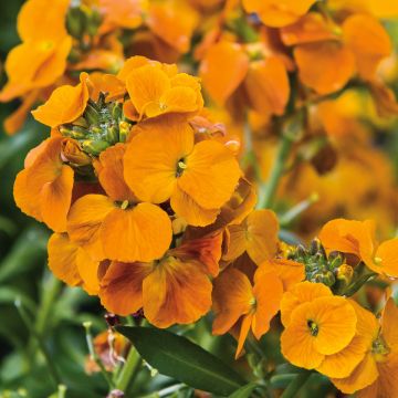 Erysimum Winter Spice - Violaciocca