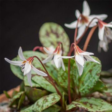 Erythronium dens canis Snowflake - Dente di cane